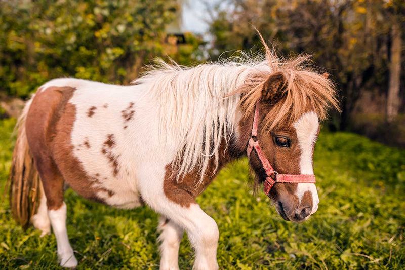 Specialized Tack And Equipment Costs
