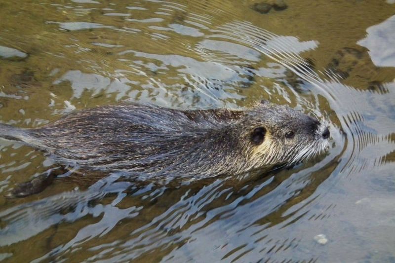 They Are Not The Same As Beavers Or Muskrats