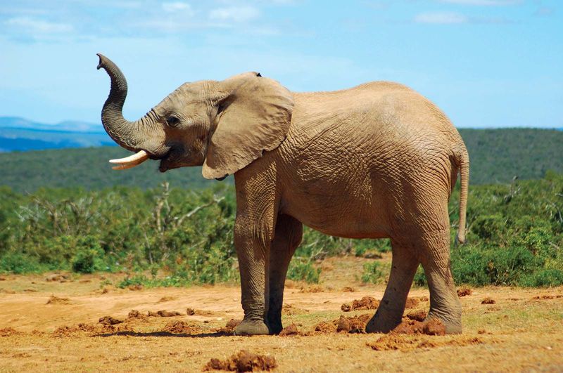 Conservation Efforts Often Focus On Them