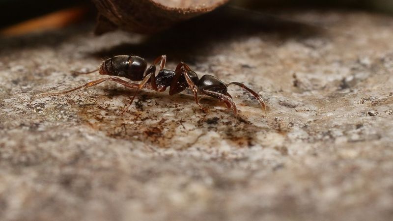 Their Stings Can Be Dangerous - Even Fatal