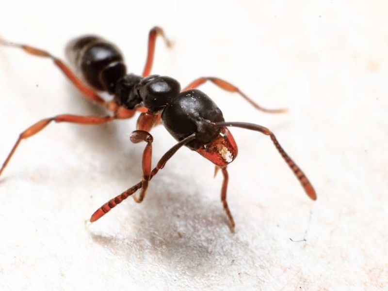 Their Stings Hurt More Than Fire Ants To Some People
