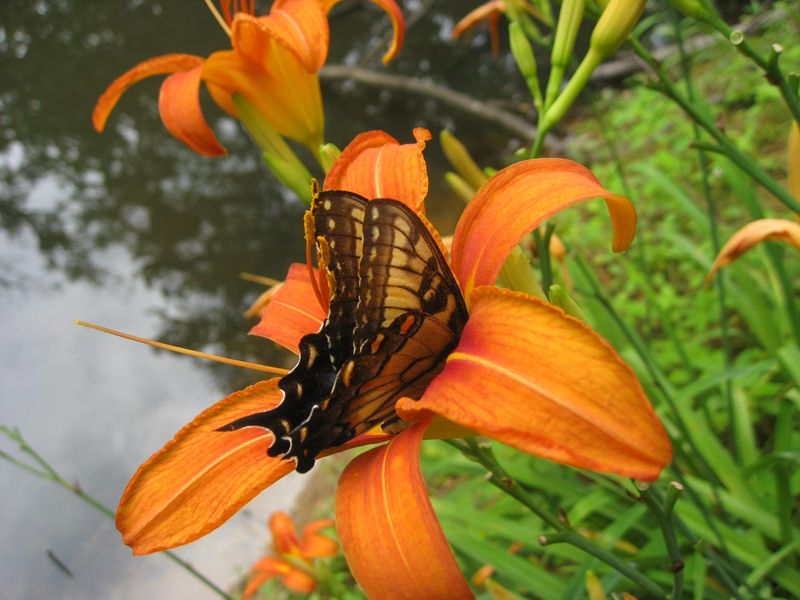 Their Bodies Are Built For Pollen Transfer