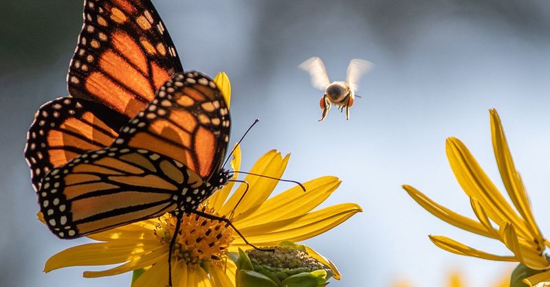 They're More Than Just Pretty Wings