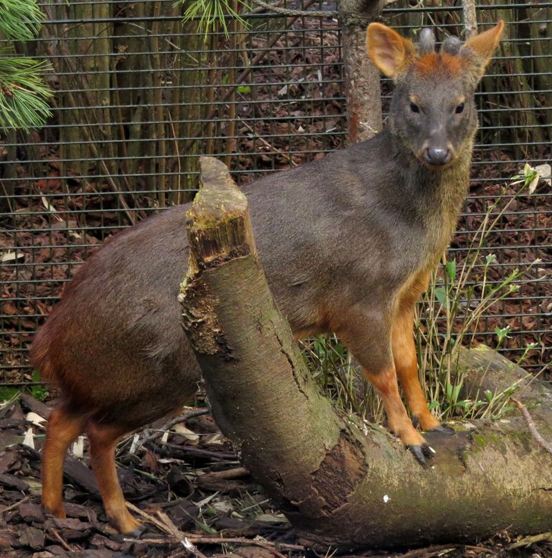 Habitat Is Deep In Dense Forests