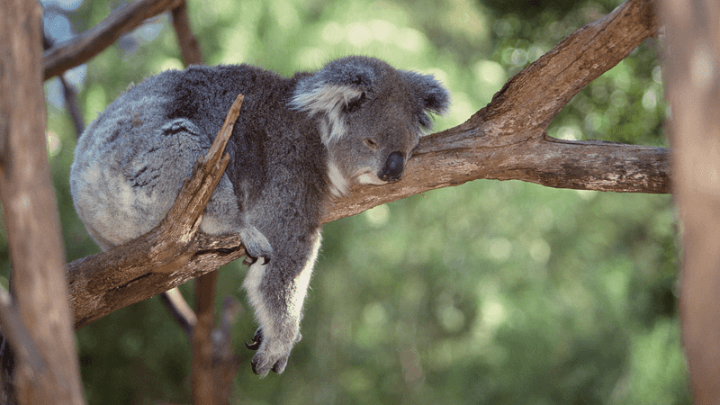 Koalas Are Lazy Because They Are Fat