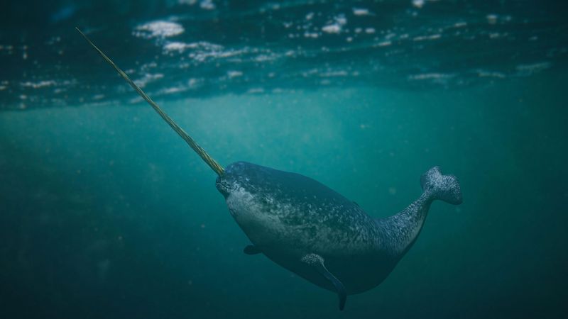 Narwhals Are Vulnerable To Climate Change