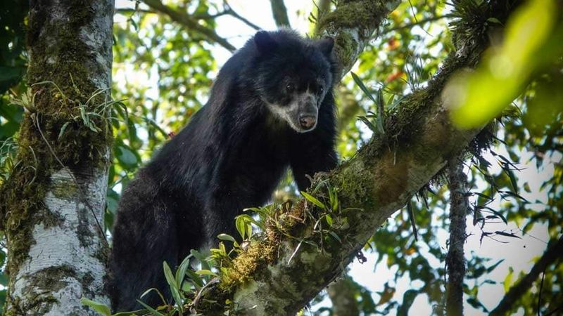 Spectacled Bears Are Shy And Solitary