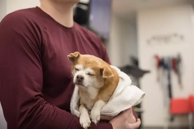 Your Dog Is Slowing Down Or Acting Lethargic