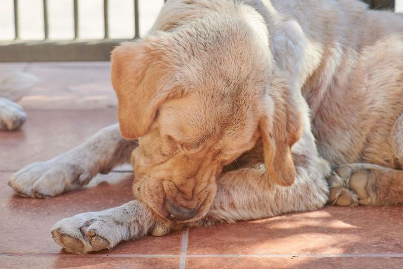 Your Dog Is Licking Their Paws Or Body Excessively