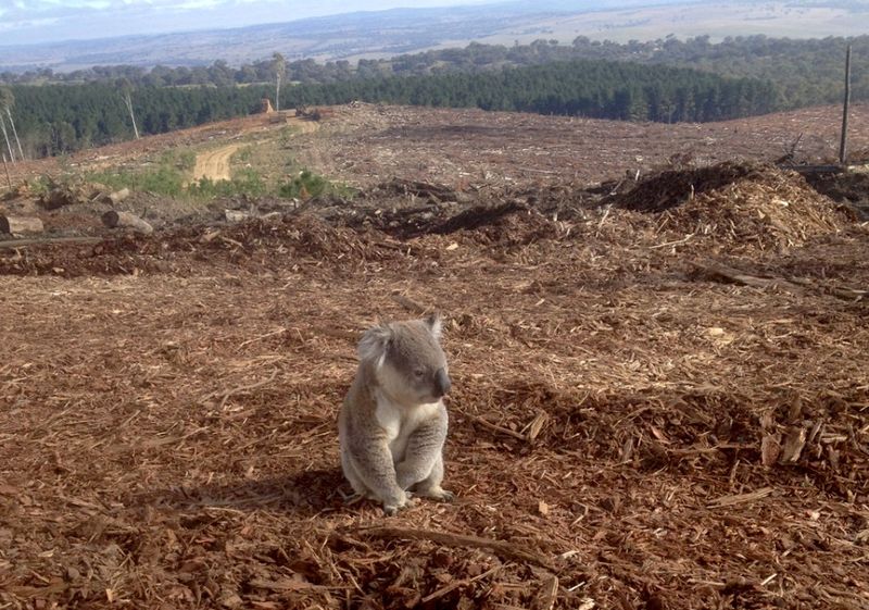 They Are Endangered Due To Habitat Loss