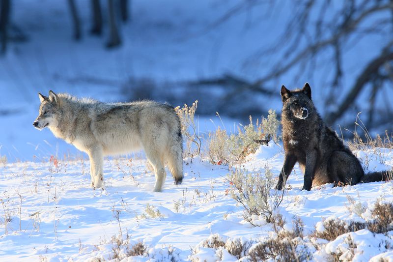 Wolves Rarely Attack Humans
