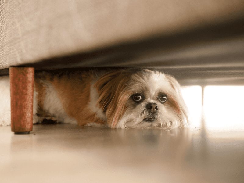 They Hide From You