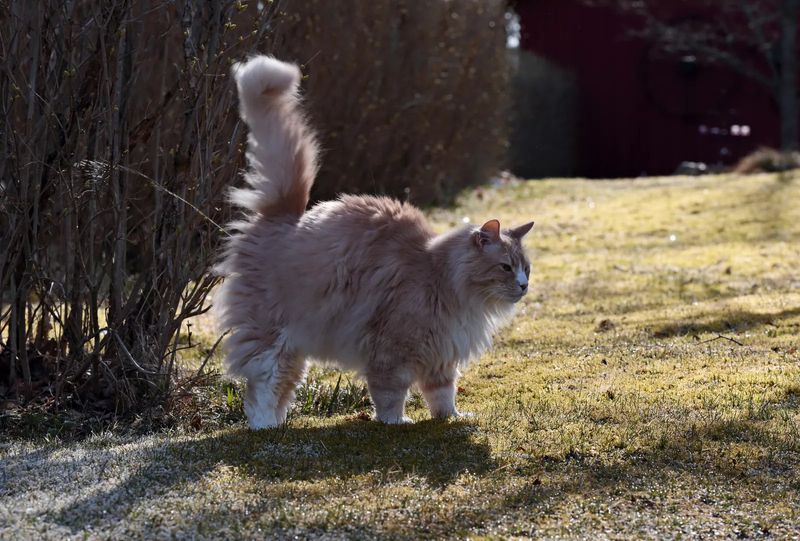 Urine Marking Isn't Just For Male Cats