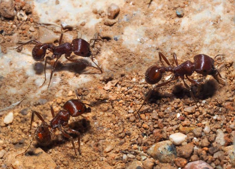 Their Presence Threatens Pollinators