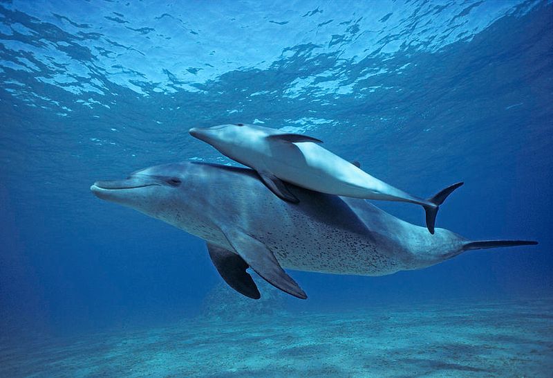 Dolphin Babies Don't Sleep For A Month