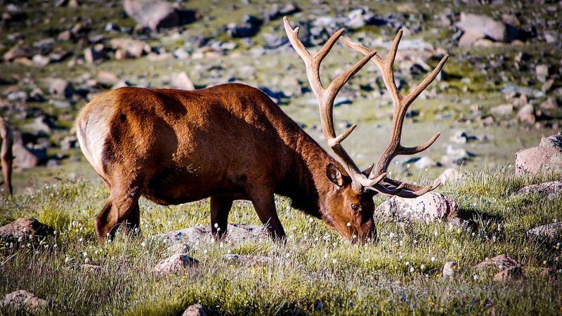 It's Illegal To Harass Wildlife In Most Parks