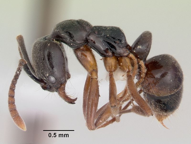 Identification Isn't Easy Without A Close Look