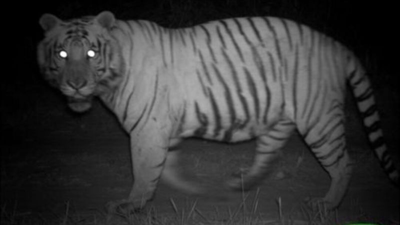 Tigers Have Night Vision Six Times Better Than Humans