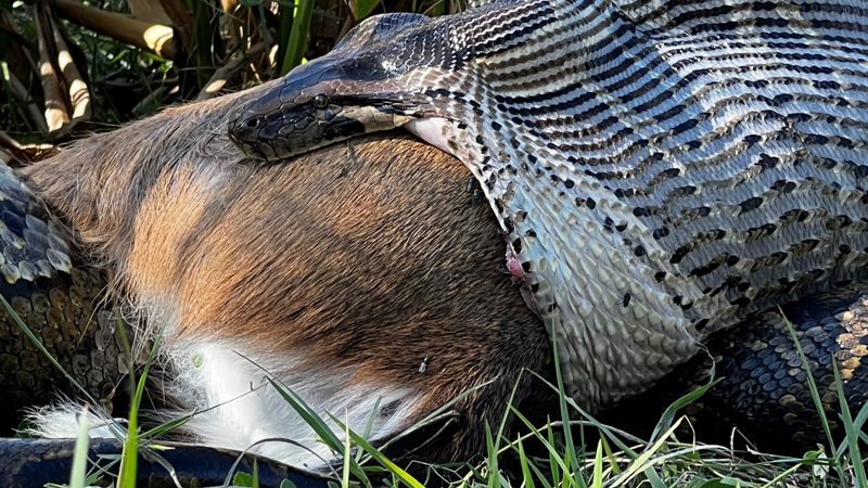 Highly Effective Hunters: A Range Of Prey
