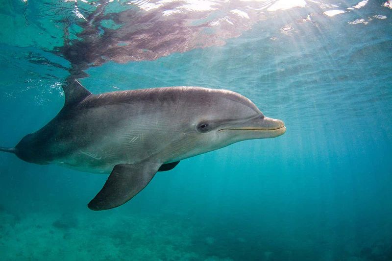 Dolphin Hearts Beat Incredibly Slowly