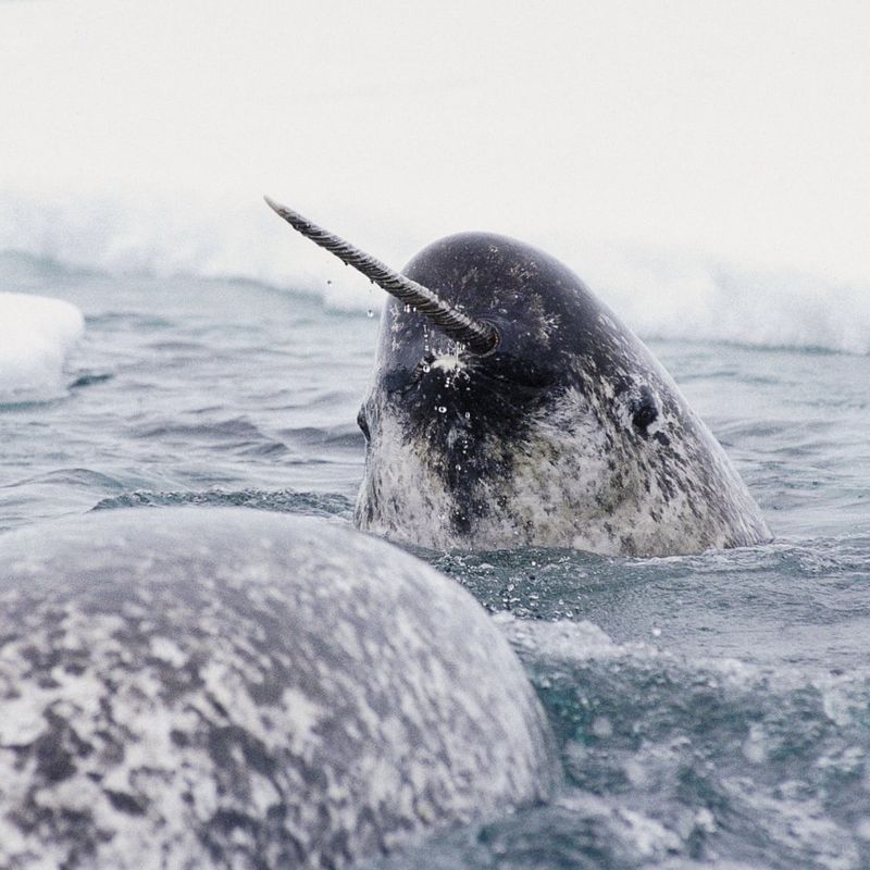 Narwhals Are Not Endangered, But Vulnerable