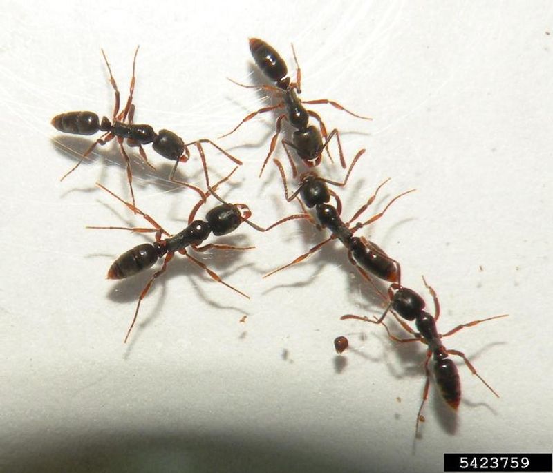 They're Active Earlier In The Year Than Other Ants