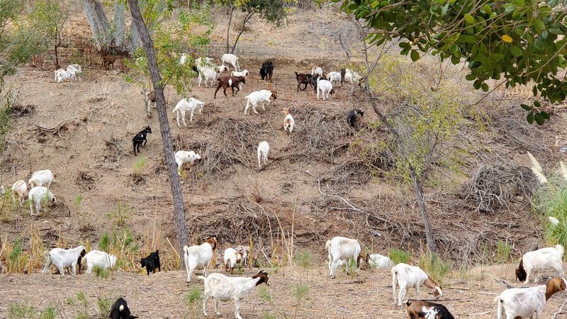 Firebreaks Made By Goats Slow Blazes