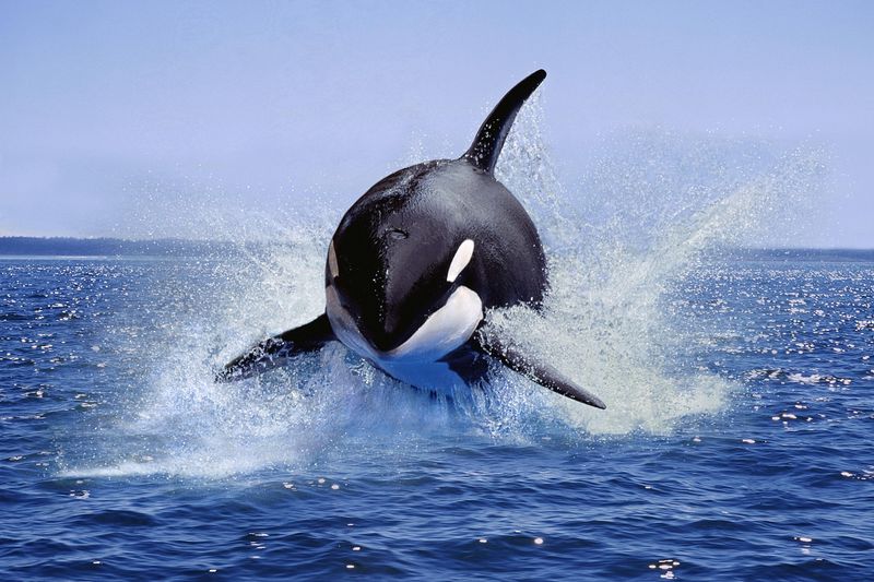 This May Be A Rare Form Of Whale Hygiene