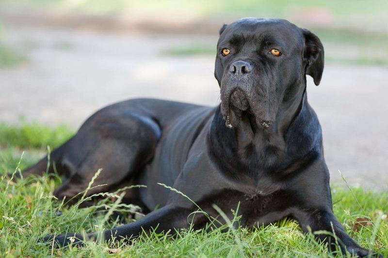 Grooming Is Easy, But Shedding Isn't