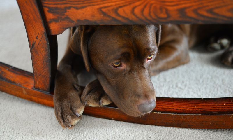 They Seek You Out When Scared