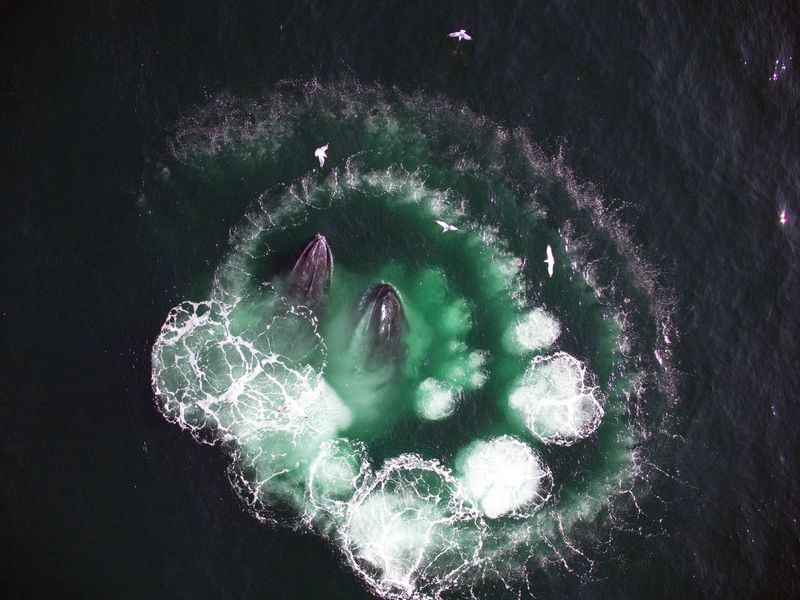 Bubble-Net Feeding Requires Precision And Practice