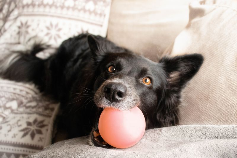 They Bring You Their Favorite Toys