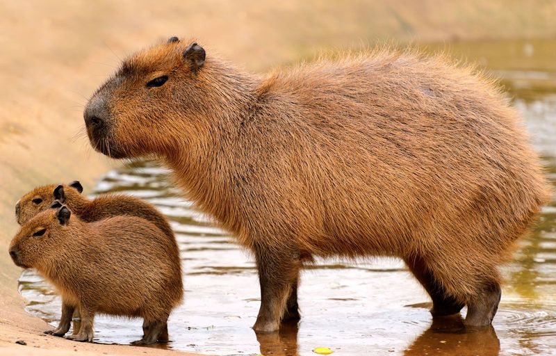 They're Related To Guinea Pigs