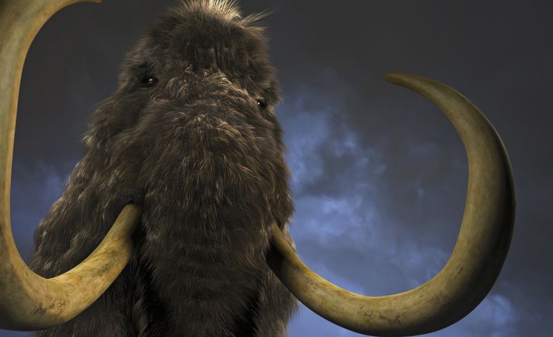 Mammoth Poop Reveals Their Diet