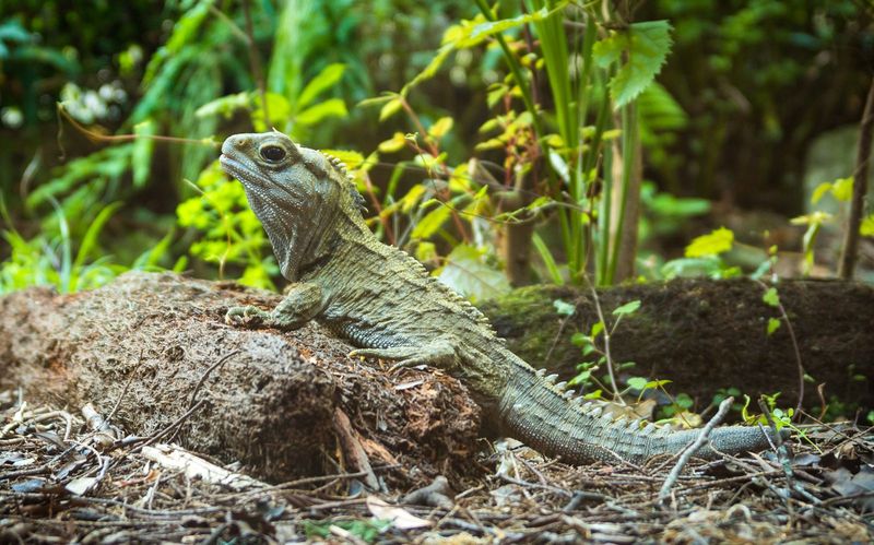 Tuataras Are Nocturnal