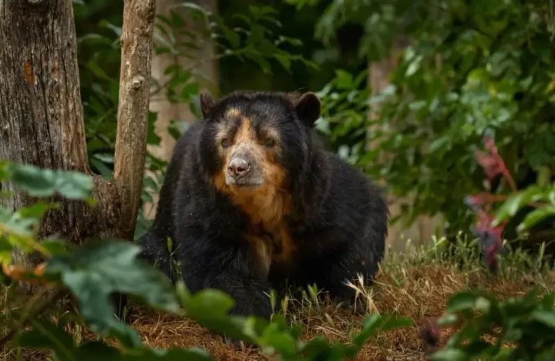 They Are The Largest Land Mammal In South America