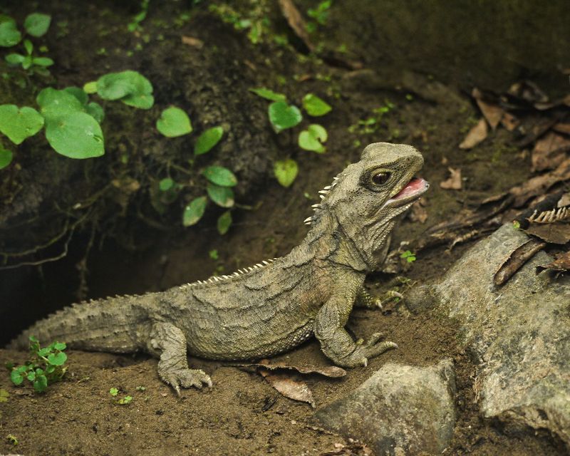 Tuataras Are Protected By Law