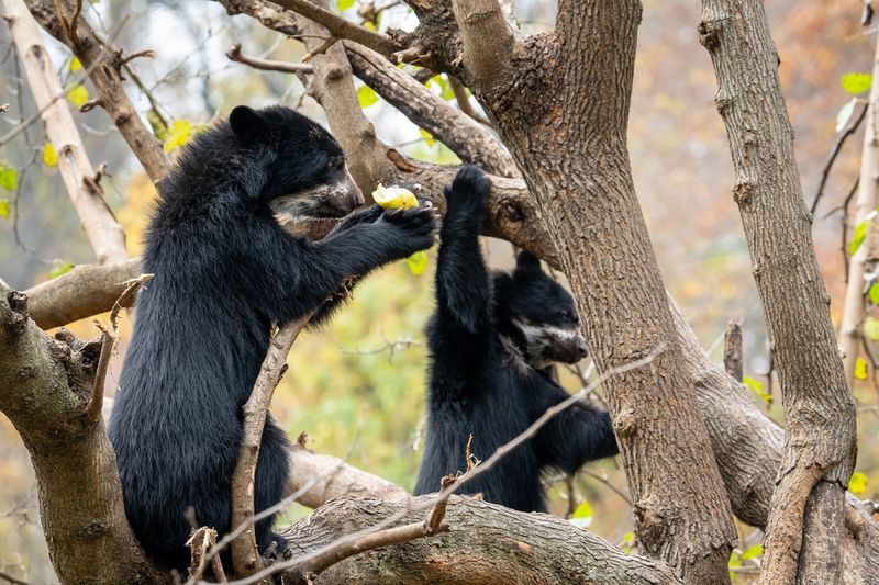 Their Cubs Are Born Blind And Helpless