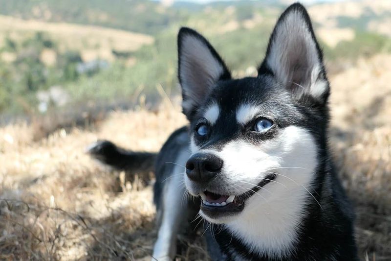 Lifespan Longer Than Standard Huskies