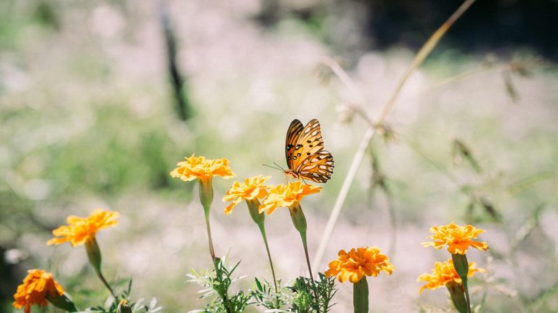 Urban Gardens Benefit From Their Visits