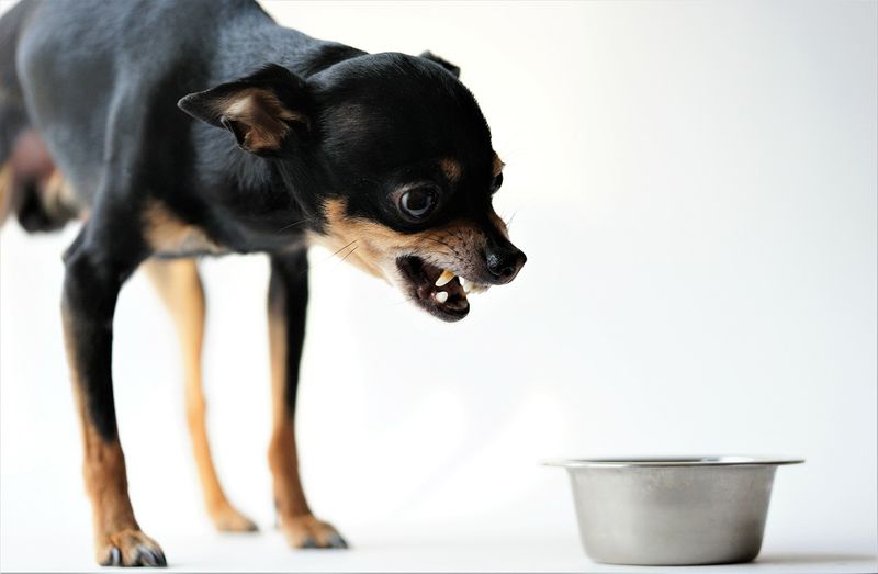 They Growl When You Approach Their Food