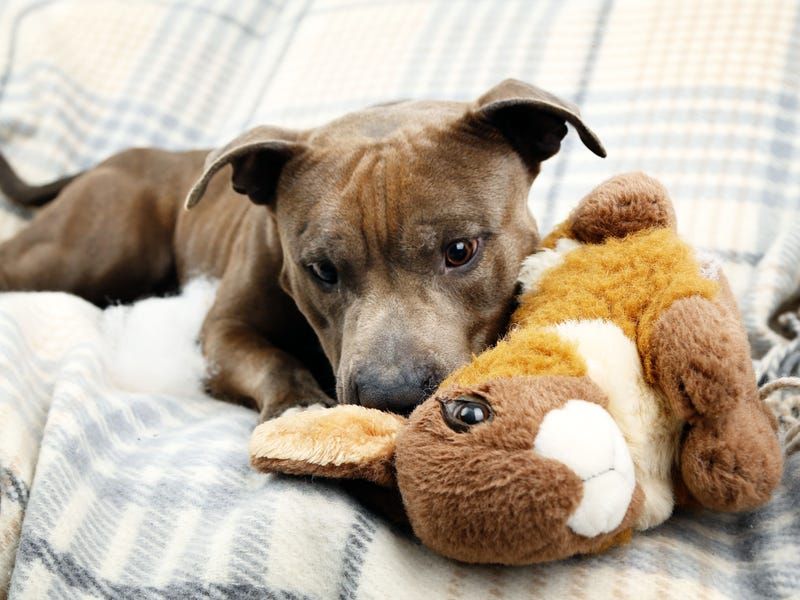 They Bring You Their Favorite Toys