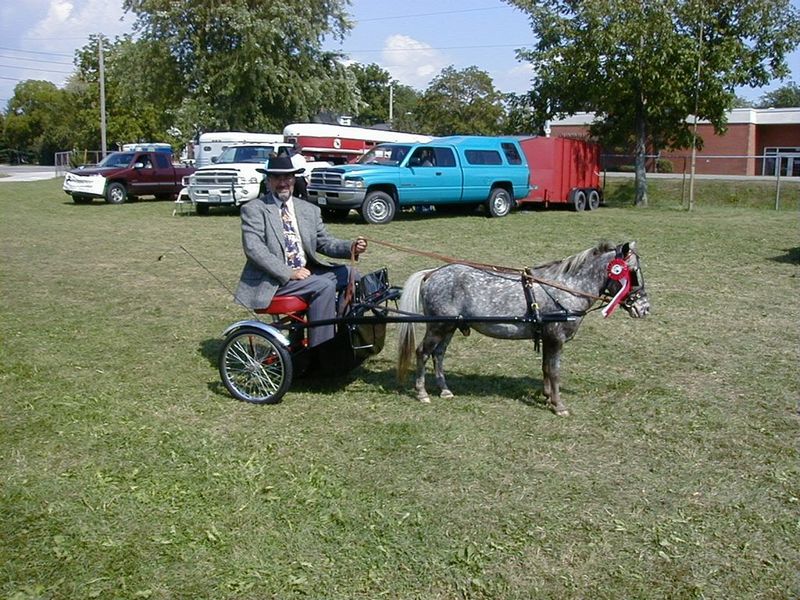Not Suitable Riding Horses For Adults