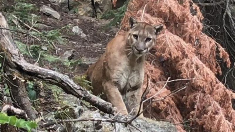 You Might Trigger A Chase From Predators