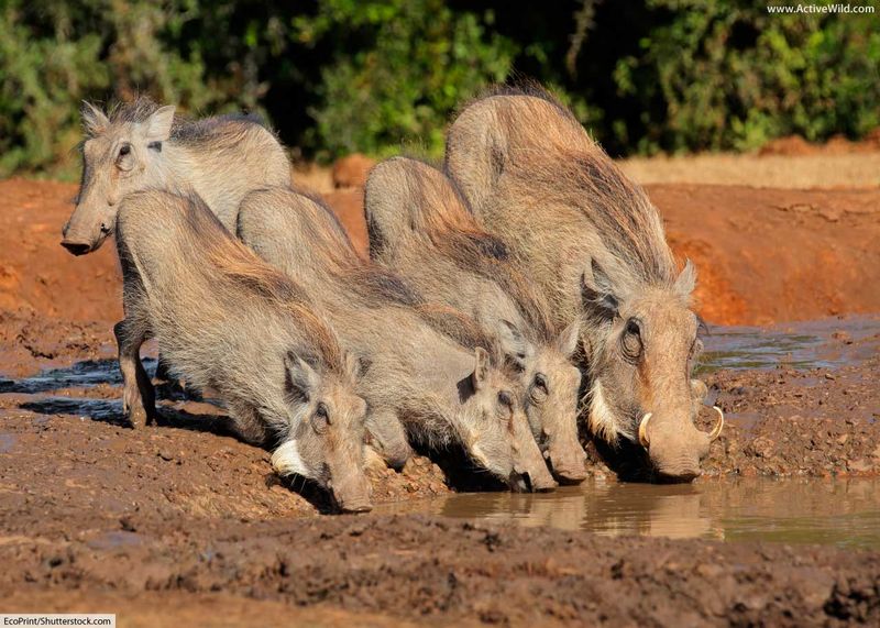 Animal Dung Is Occasionally Consumed