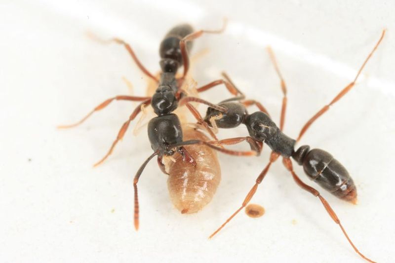 They Prey On A Wide Range Of Insects
