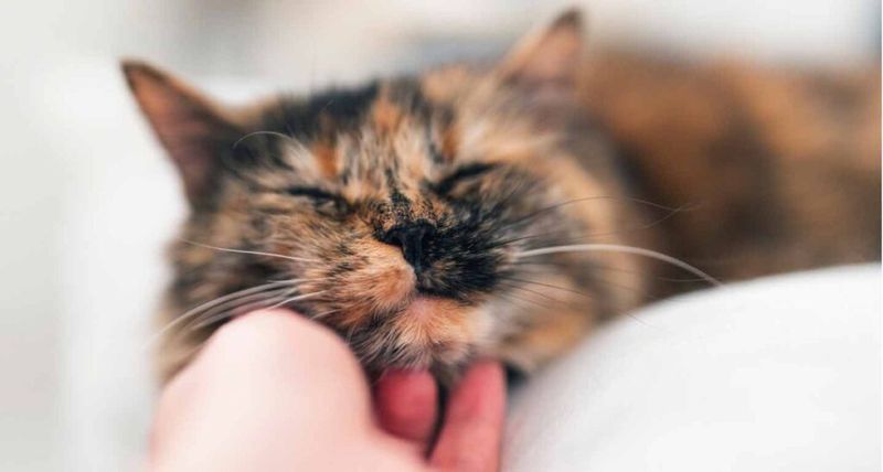 Their Purring Can Be Therapeutic
