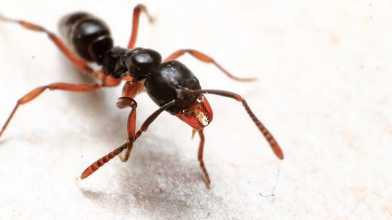 Their Sting Can Trigger Dangerous Allergic Reactions