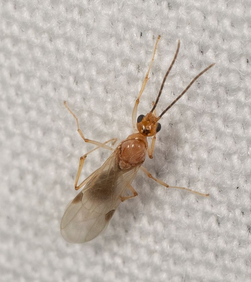 They Breed Rapidly And Form Large Colonies
