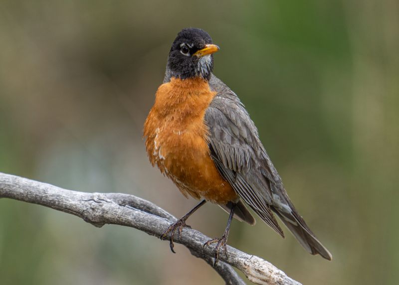 Robins Love Earthworms